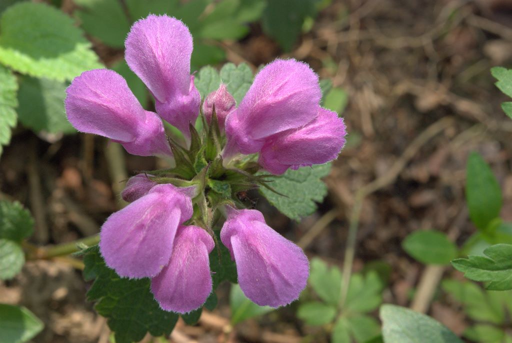 Lamium maculatum / falsa ortica macchiata